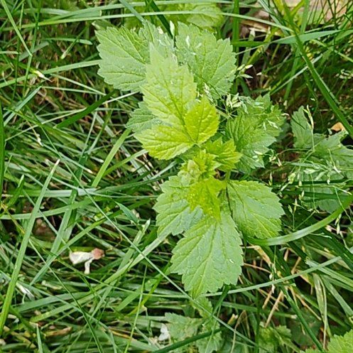 Photo of the plant species Geum Urbanum by @motopibby2024 named Hamilton on Greg, the plant care app