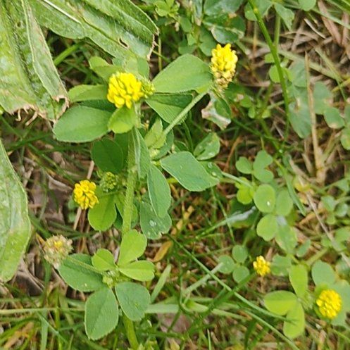 Photo of the plant species Black Medick by @motopibby2024 named Morgan Treeman on Greg, the plant care app