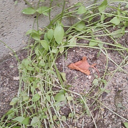Photo of the plant species Common Chickweed by @motopibby2024 named Kardashian on Greg, the plant care app