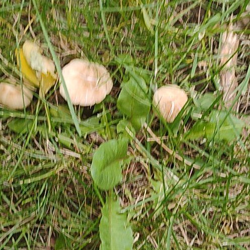 Photo of the plant species Blowball by @motopibby2024 named Harper on Greg, the plant care app