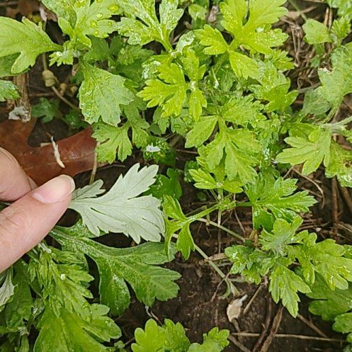 Photo of the plant species Columbia River Wormwood by @motopibby2024 named Peter Parker on Greg, the plant care app