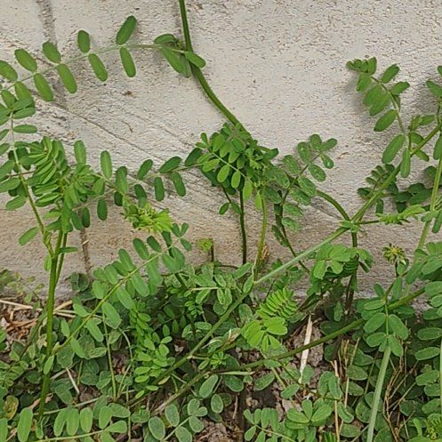 Photo of the plant species Coronilla Varia by @motopibby2024 named Mando on Greg, the plant care app