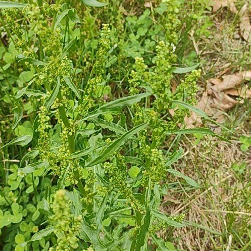 Photo of the plant species Curly Dock by @motopibby2024 named Kendall on Greg, the plant care app