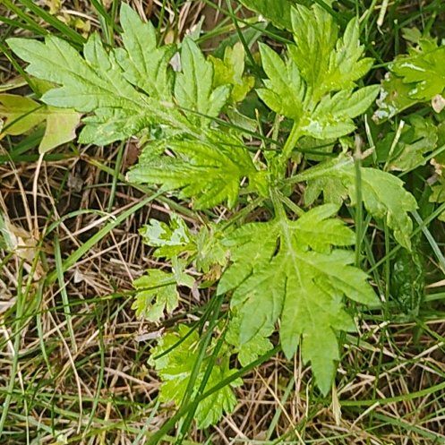 Photo of the plant species Naughty Man by @motopibby2024 named Duke on Greg, the plant care app