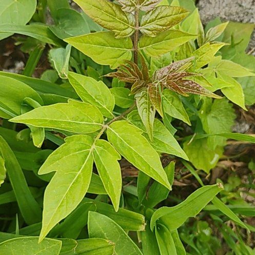 Photo of the plant species Tree Of Hell by @motopibby2024 named Fernie Mercury on Greg, the plant care app