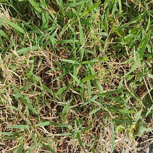 Photo of the plant species Wiregrass by @motopibby2024 named Leaf Erickson on Greg, the plant care app
