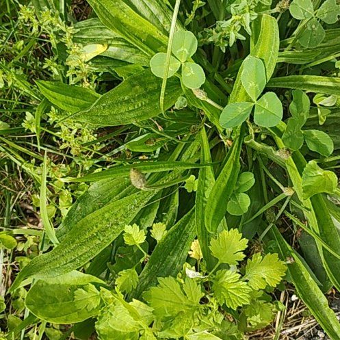 Photo of the plant species Ribwort Plantain by @motopibby2024 named Elle on Greg, the plant care app