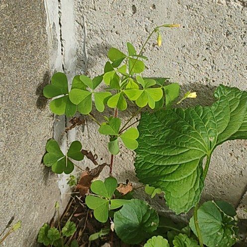 Photo of the plant species Common Yellow Woodsorrel by @motopibby2024 named Hemingway on Greg, the plant care app