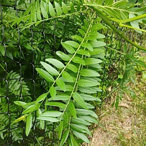 Photo of the plant species Common Honeylocust by @motopibby2024 named Tupot amaroot on Greg, the plant care app