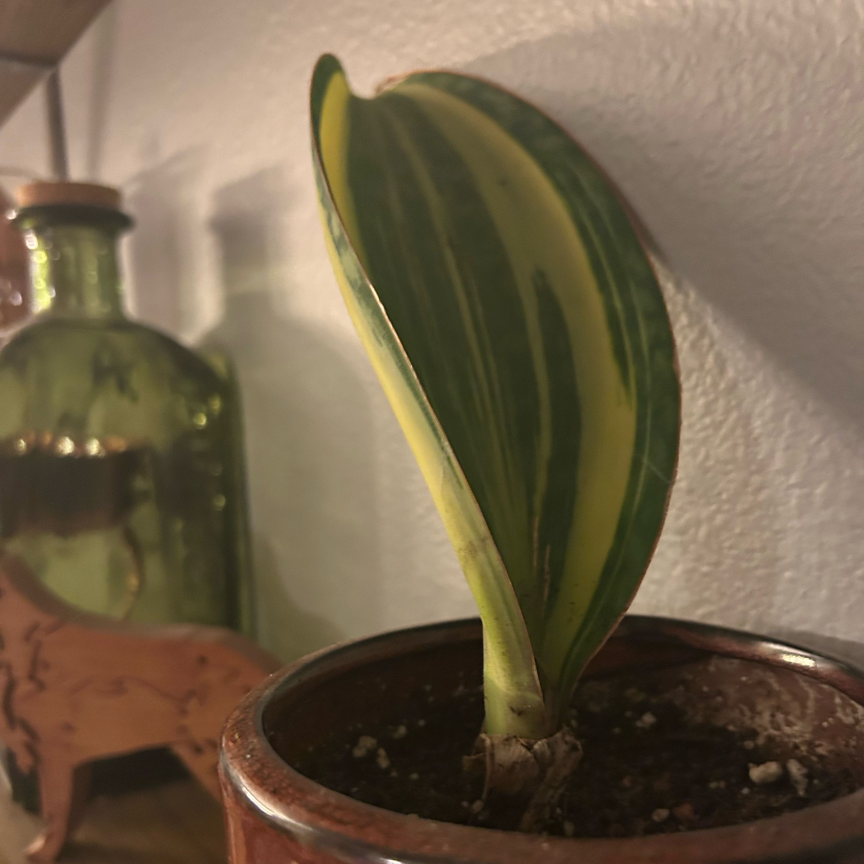 Photo of the plant species Whalefin Snake Plant by @CivilChisme21 named Leonardo on Greg, the plant care app