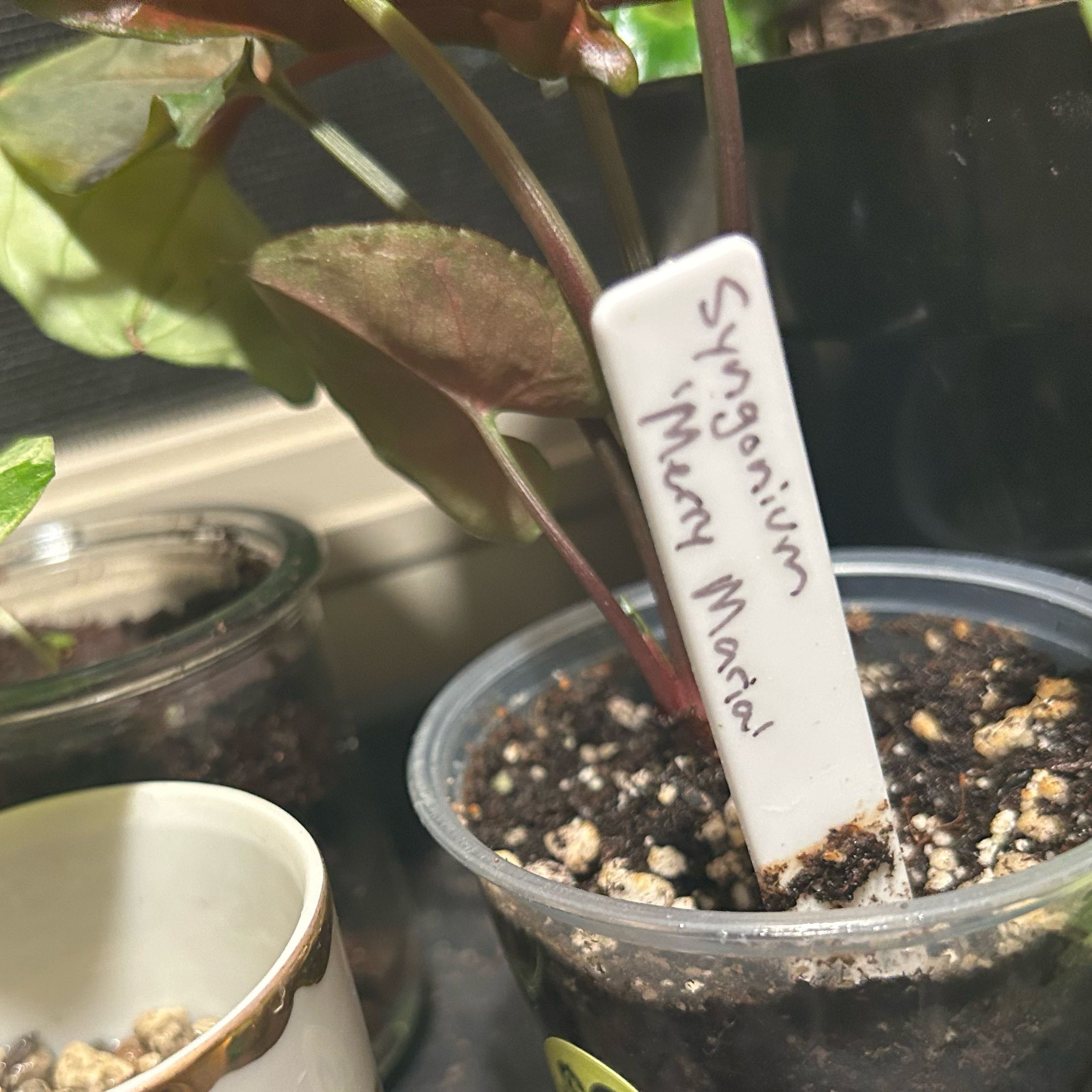 Photo of the plant species Syngonium 'Merry Maria' by @CivilChisme21 named Baesil on Greg, the plant care app