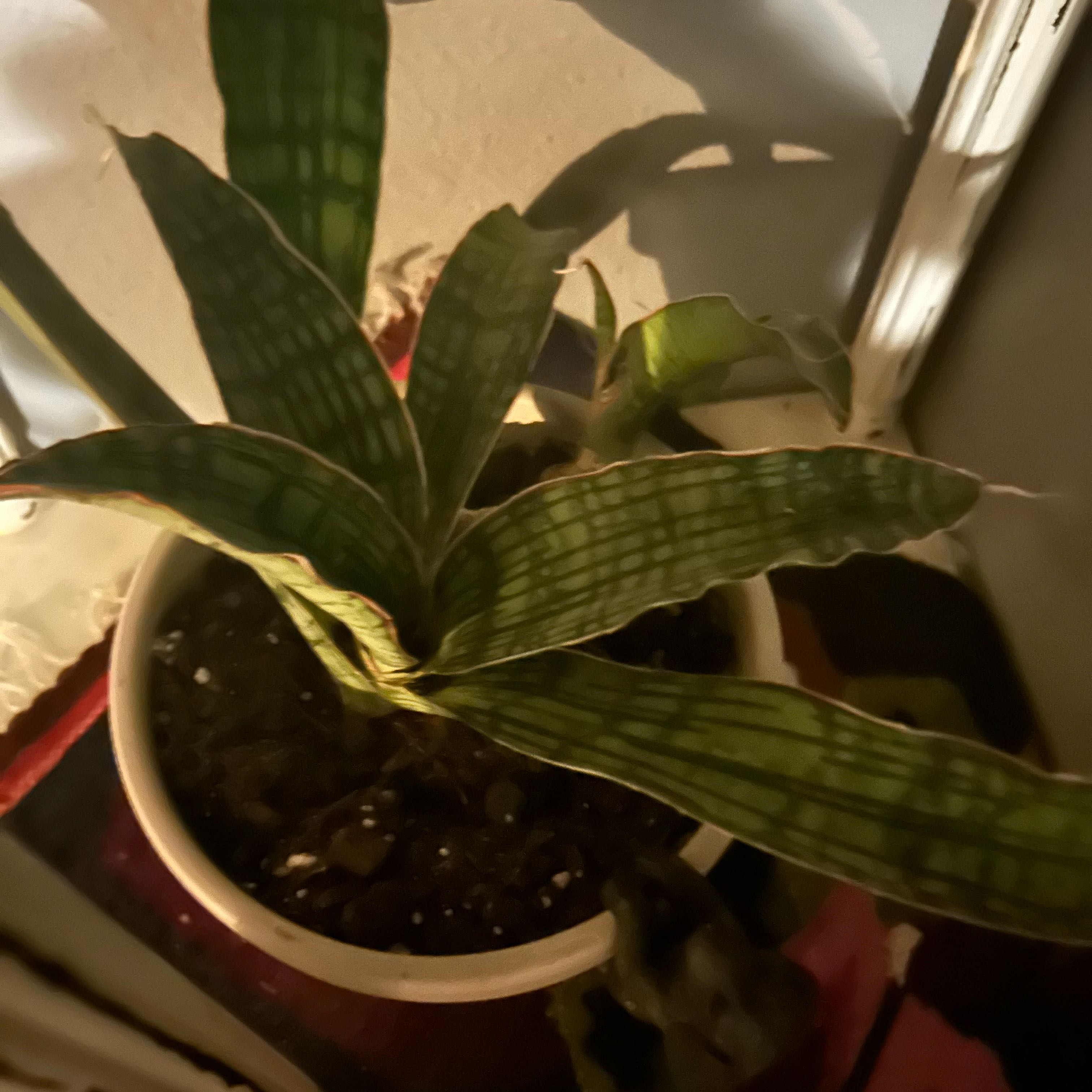 Photo of the plant species Sansevieria Cleopatra by @CivilChisme21 named Dax on Greg, the plant care app