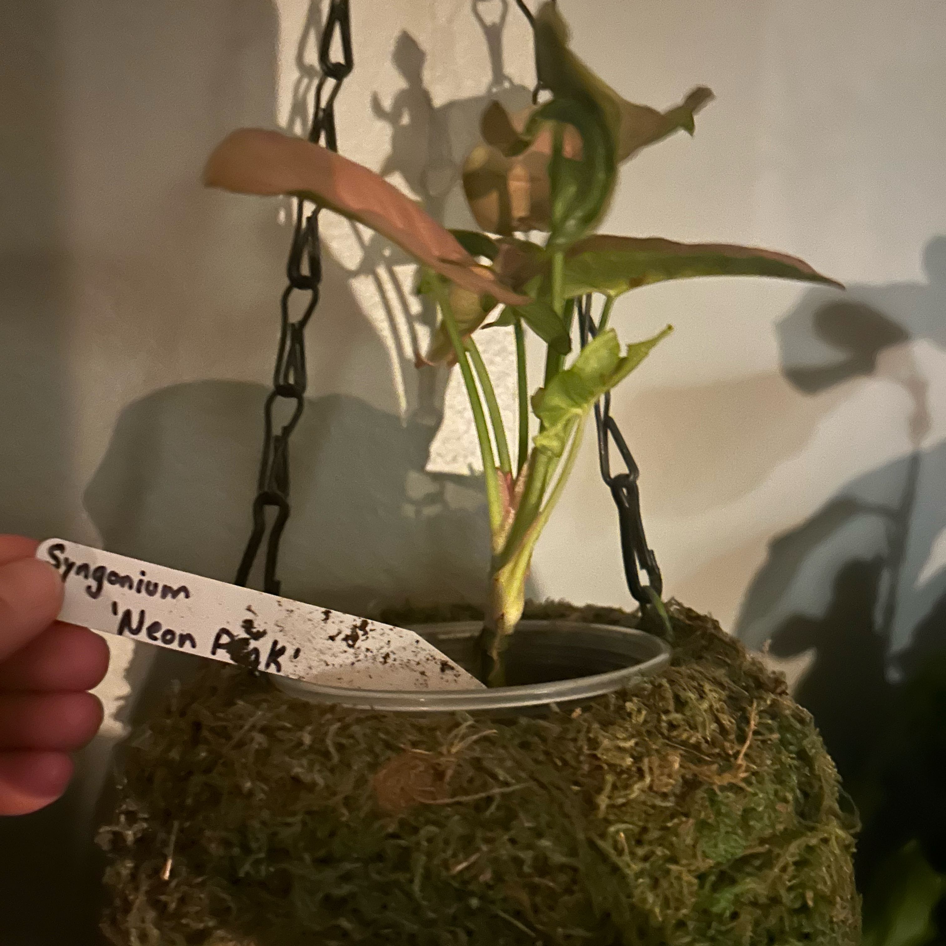 Photo of the plant species Neon Pink Arrowhead Plant by @CivilChisme21 named Terra on Greg, the plant care app