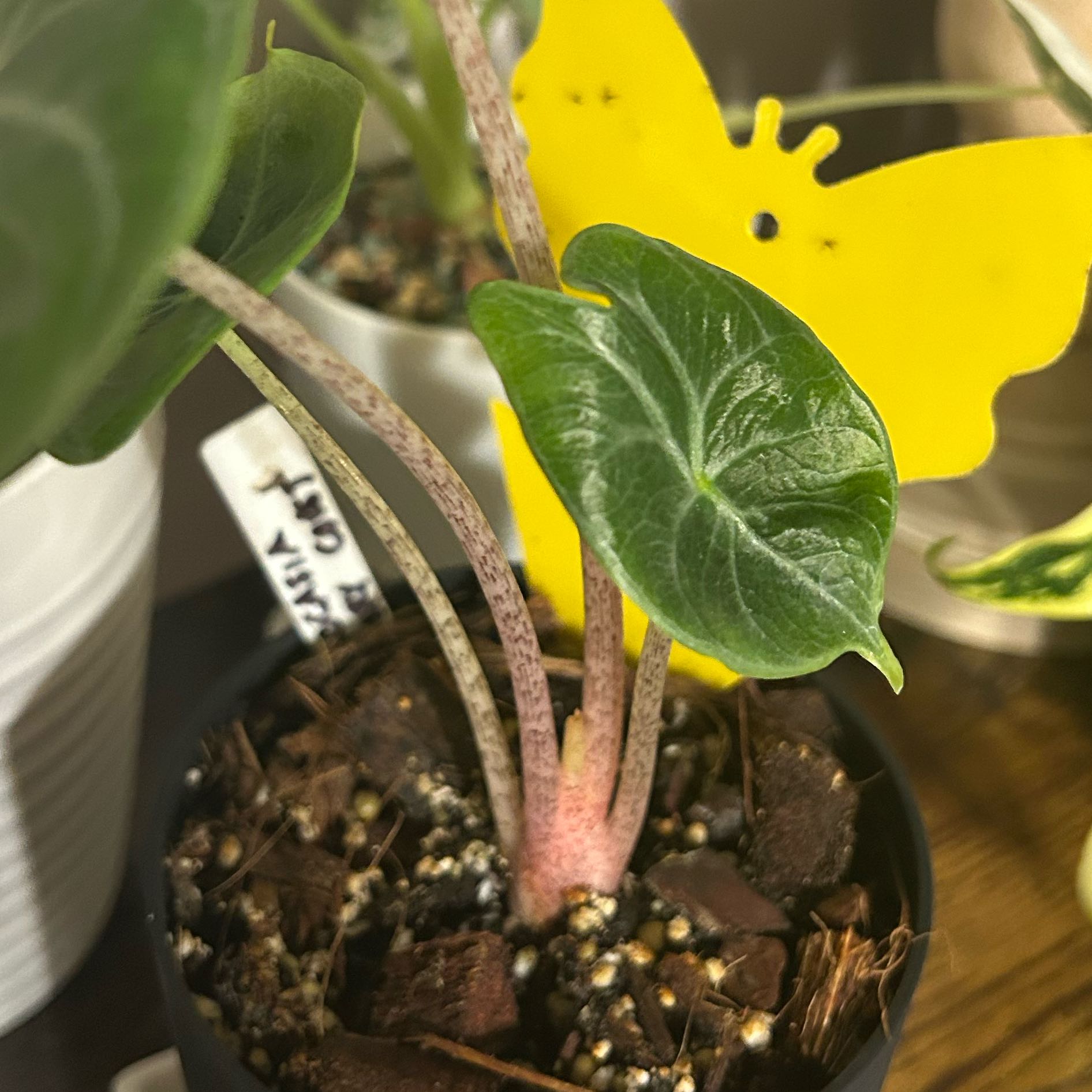 Photo of the plant species ivory coast by @CivilChisme21 named Sanders on Greg, the plant care app