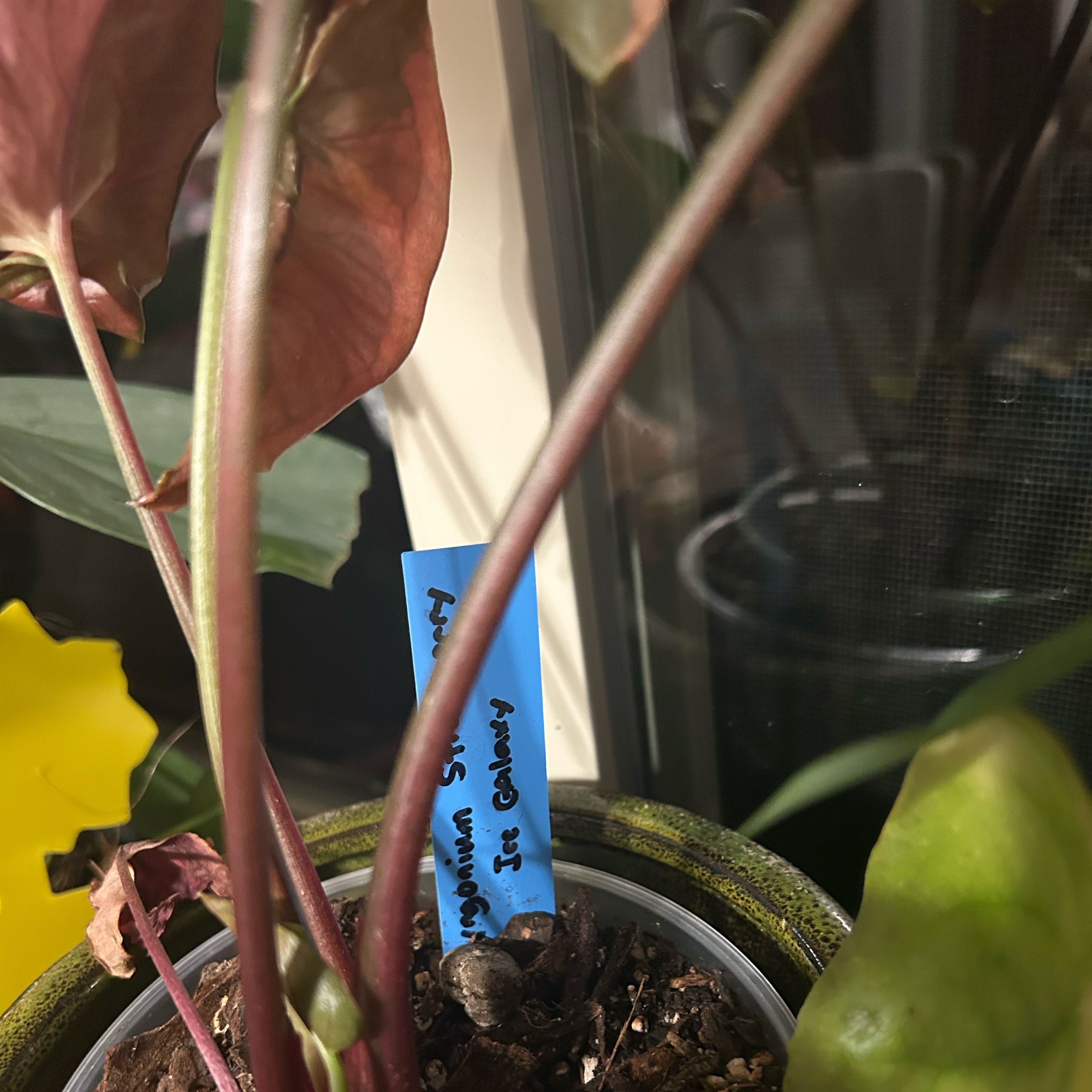 Photo of the plant species Strawberry Ice Arrowhead Plant by @CivilChisme21 named Khaleesi on Greg, the plant care app
