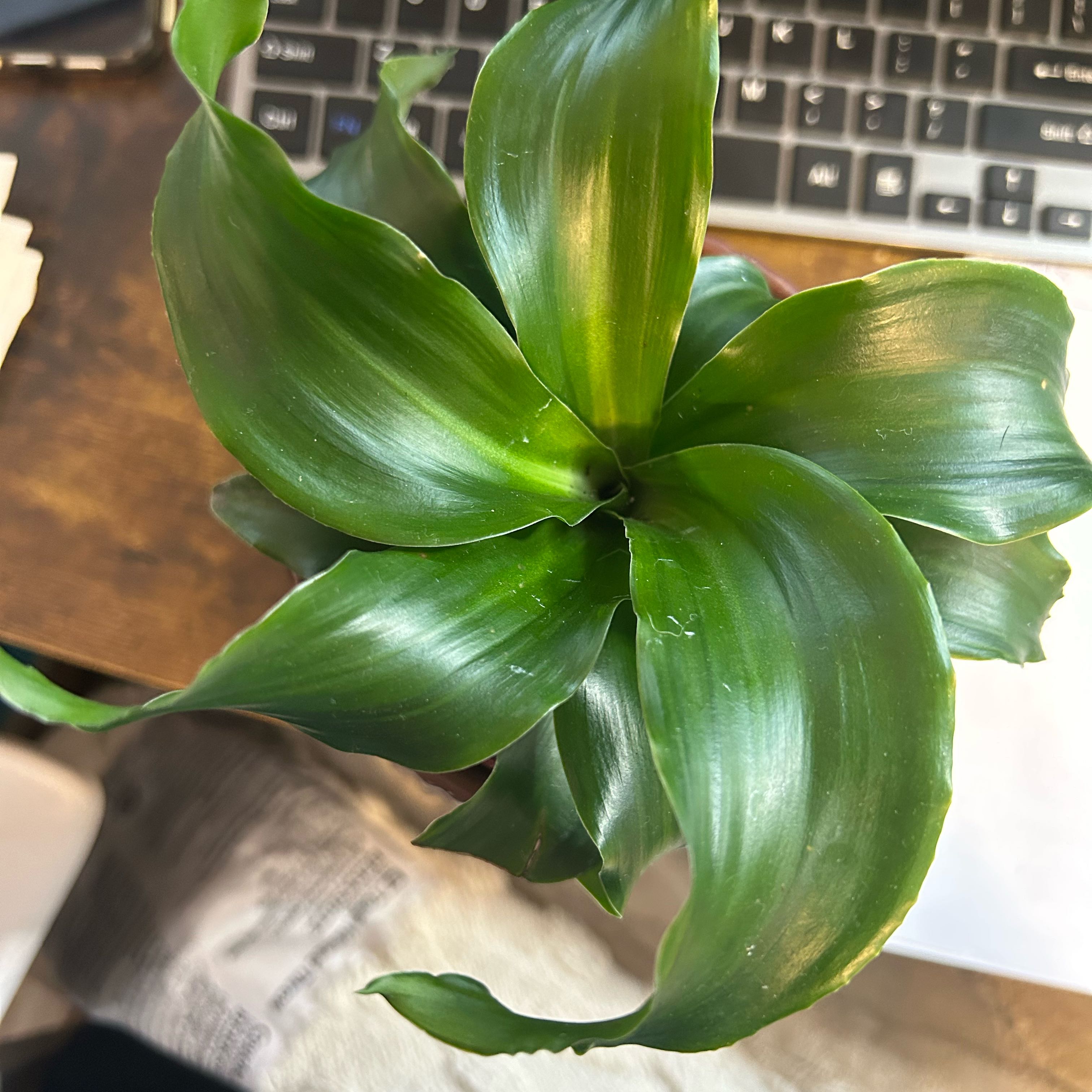 Photo of the plant species Dracena Tomado by @CivilChisme21 named Homer on Greg, the plant care app