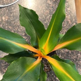 Photo of the plant species Mandarin Spider Plant by @CivilChisme21 named Tupot amaroot on Greg, the plant care app