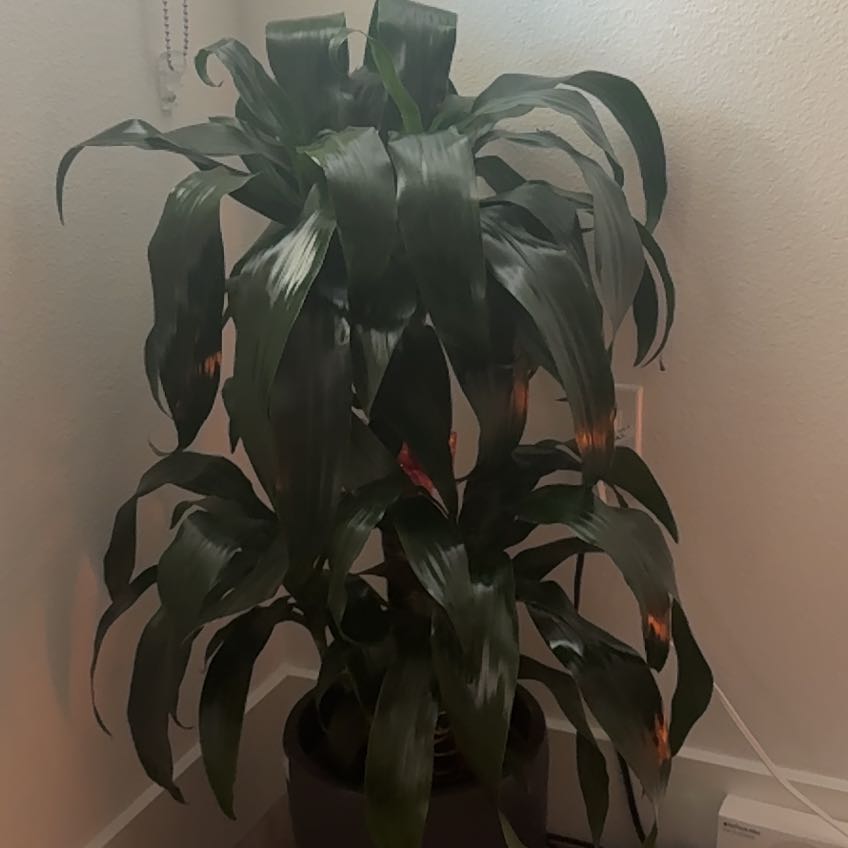 Photo of the plant species Dracaena Elegance by @ModestlyPalmier named da Vinci on Greg, the plant care app