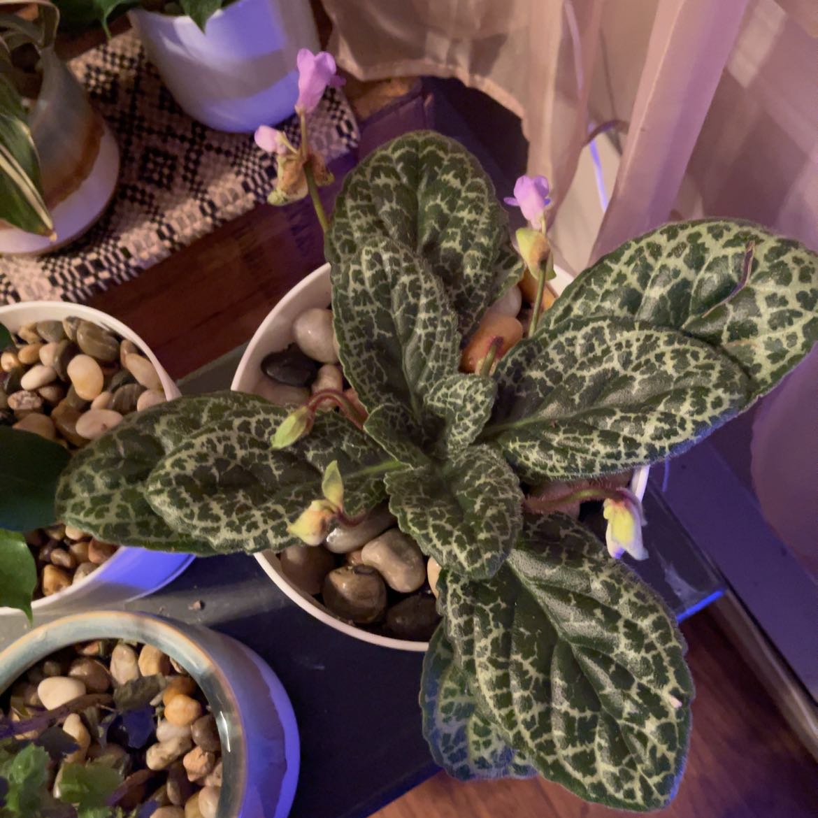 Photo of the plant species Pretty Turtle by @FoxyOrpine3 named McKinley on Greg, the plant care app