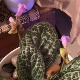 Photo of the plant species Streptocarpus 'Pretty Turtle' by @FoxyOrpine3 named Zion on Greg, the plant care app