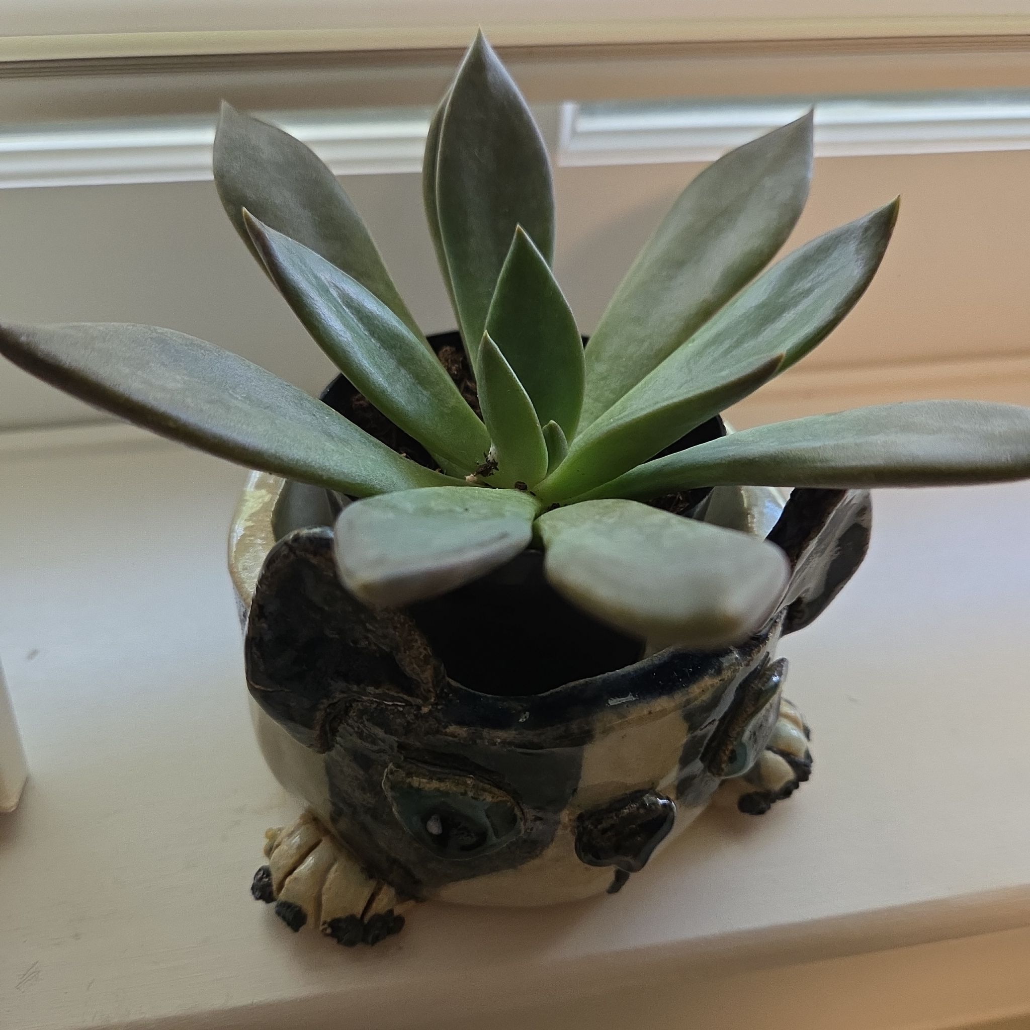 Photo of the plant species Graptoveria 'Juliana' by @StylishQuince78 named Fred on Greg, the plant care app