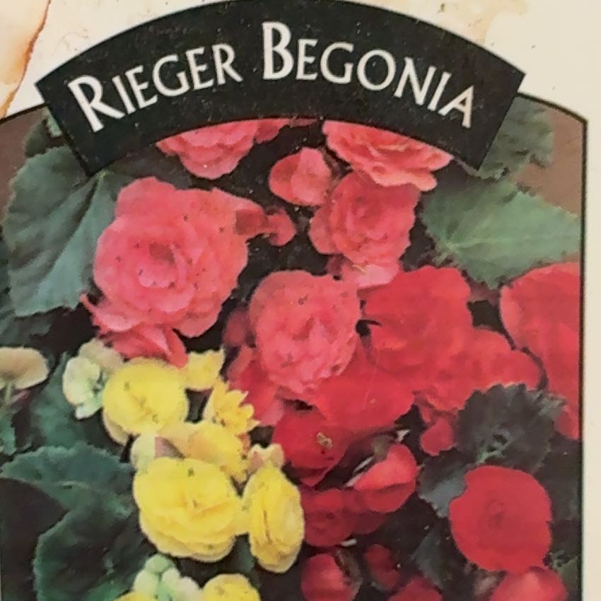 Photo of the plant species Rieger Begonia 'Jutta' by @HonoredBacopa11 named Scarlett on Greg, the plant care app