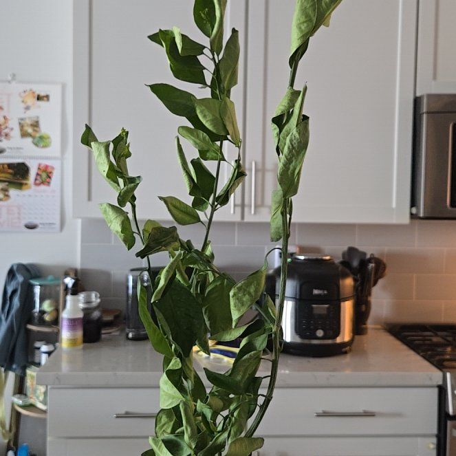 Photo of the plant species Panama Orange by @CaringMiro2 named Calamondin on Greg, the plant care app