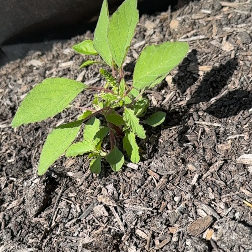 Photo of the plant species Careless Weed by @ChummyFlatpea25 named Bodhi on Greg, the plant care app