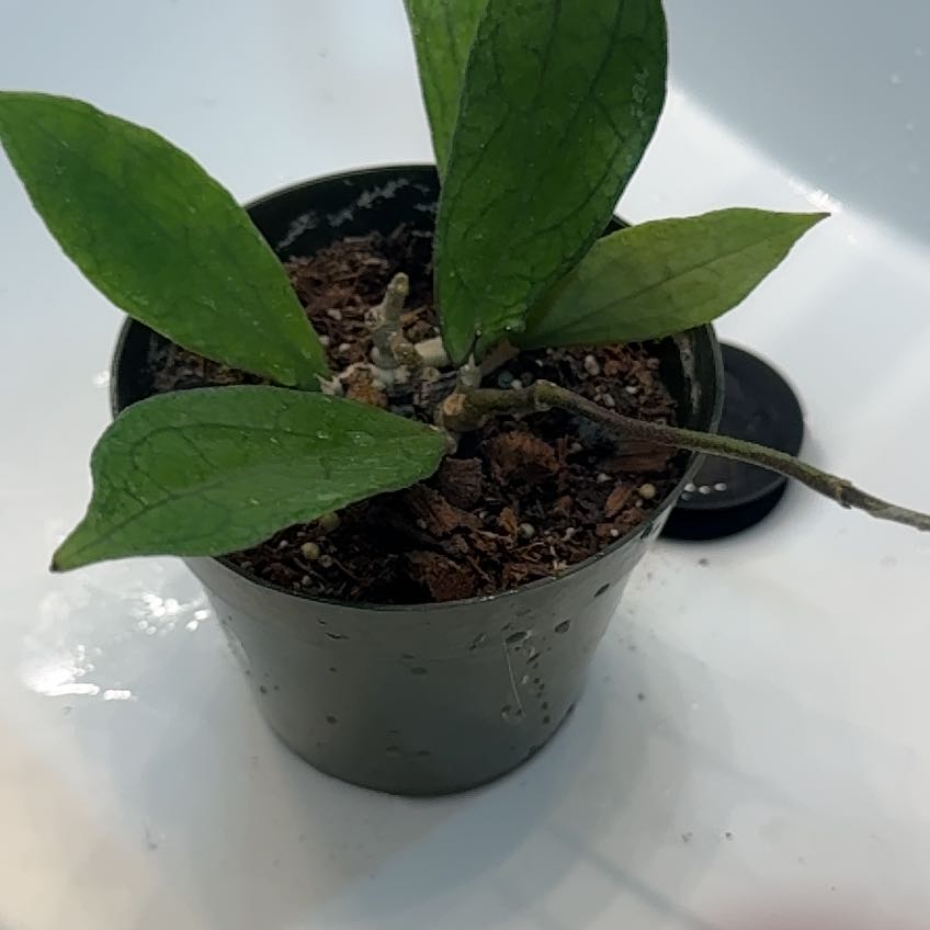 Photo of the plant species Hoya Jennifer by @ProfuseEncina named Kylie on Greg, the plant care app