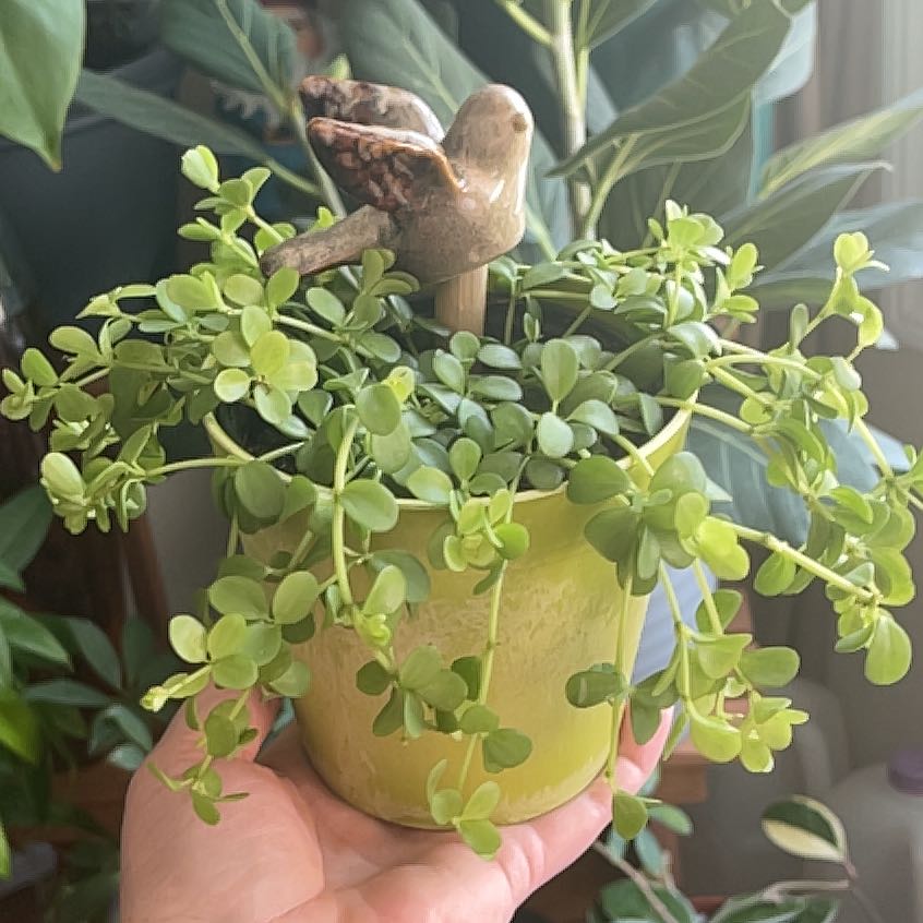 Trailing Jade plant in a yellow pot with a decorative bird ornament, held by a hand.