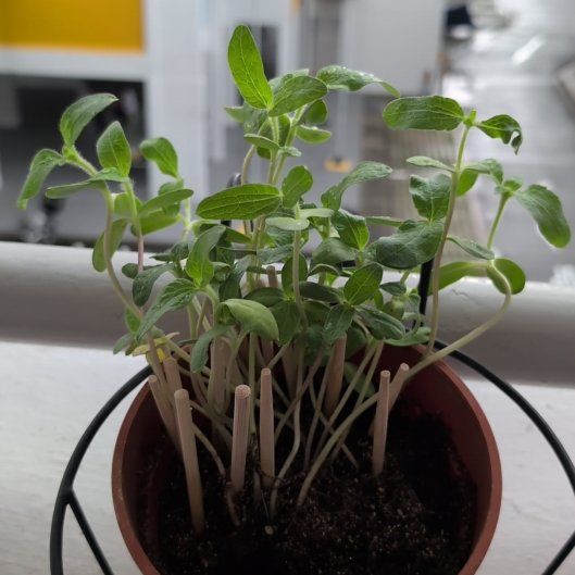 Photo of the plant species Dwarf Sunflower by @PrizeMockoyster named Khaleesi on Greg, the plant care app