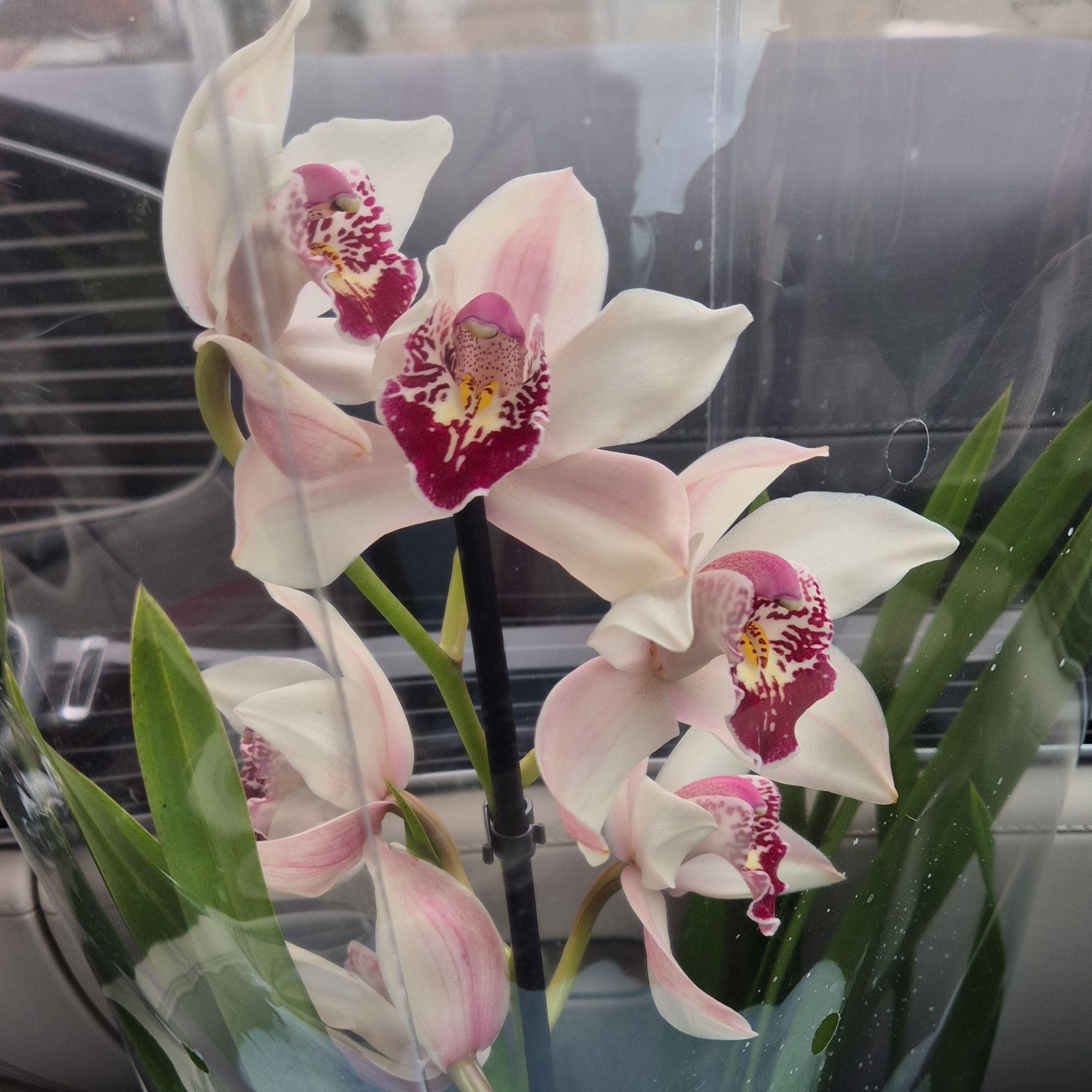 Photo of the plant species Cymbidium Orchid by @BigPhlox62 named Mona on Greg, the plant care app