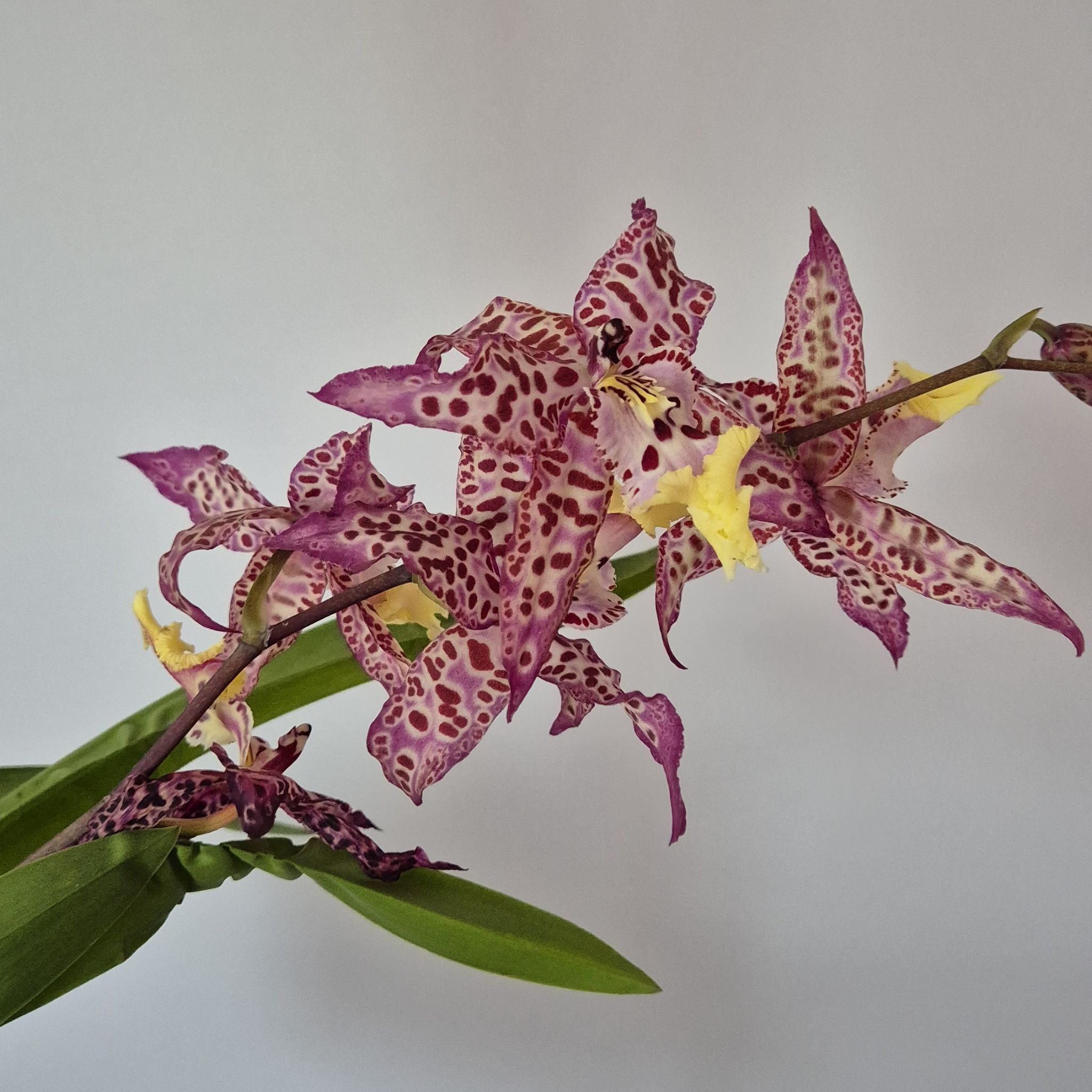 Photo of the plant species Beallara Orchid by @BigPhlox62 named Wanda on Greg, the plant care app