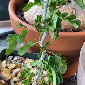 Photo of the plant species Texas Ebony by @HeroFantasy97 named Kardashian on Greg, the plant care app