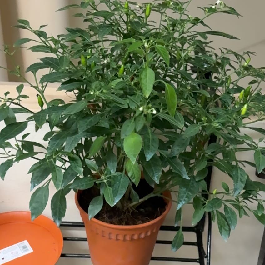 Photo of the plant species Bird's Eye Chili by @NobleBlackbent named Apollo on Greg, the plant care app