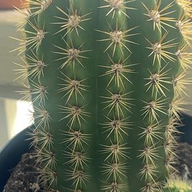 Photo of the plant species Sun Goddess Barrel Cactus by @SageEspicia41 named Hamilton on Greg, the plant care app