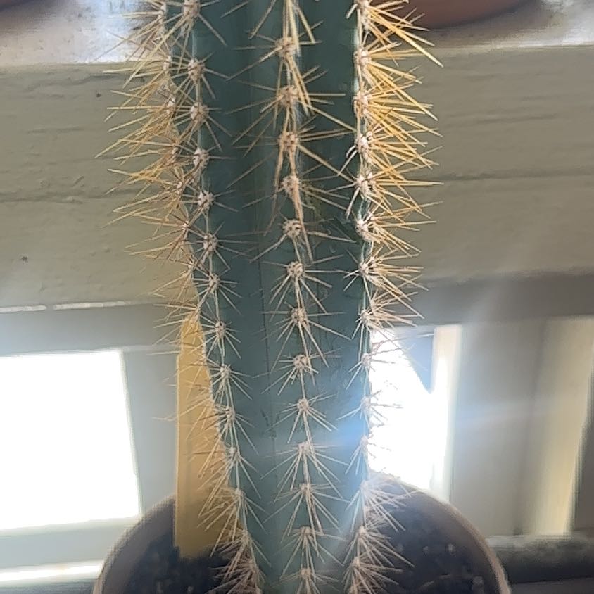 Photo of the plant species Blue Torch Cactus by @SageEspicia41 named Sol on Greg, the plant care app