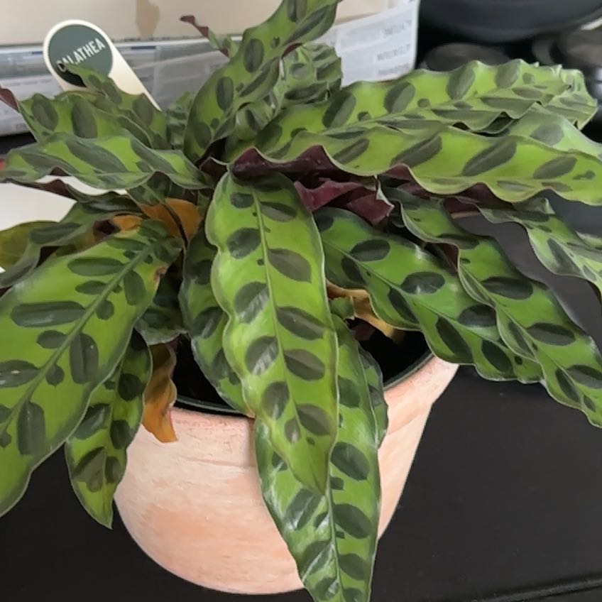 Photo of the plant species Rattlesnake Plant by @BabyVeilwort75 named Lavender on Greg, the plant care app