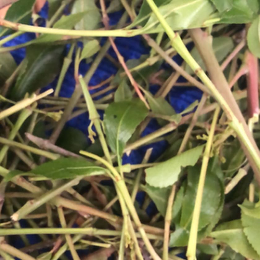 Photo of the plant species Alligatorweed by @WittyCandytuft named Scarlett on Greg, the plant care app