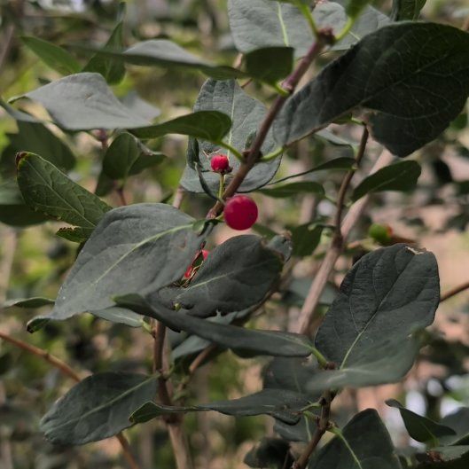 Photo of the plant species Tatarian Honeysuckle by @honeybeegarden named Sol on Greg, the plant care app