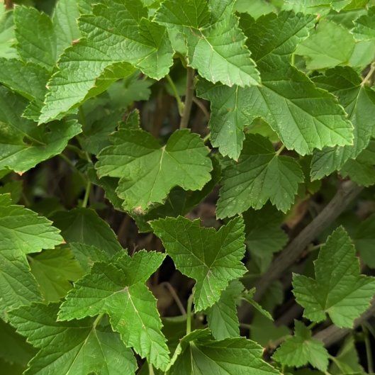 Photo of the plant species Black Currant by @honeybeegarden named Austen on Greg, the plant care app
