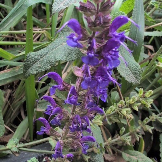 Photo of the plant species Meadow Sage by @honeybeegarden named Rainier on Greg, the plant care app