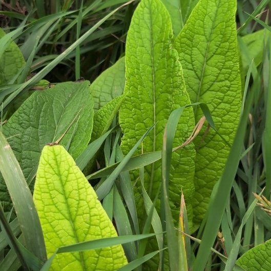 Photo of the plant species Common Comfrey by @honeybeegarden named Willow on Greg, the plant care app