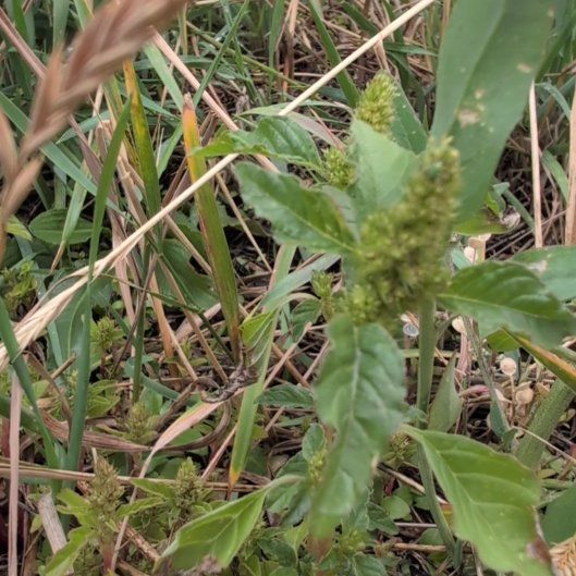 Photo of the plant species Careless Weed by @honeybeegarden named Luna on Greg, the plant care app