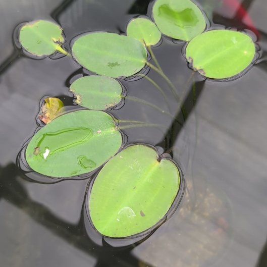 Photo of the plant species Fringed Water Lily by @honeybeegarden named Keanu Leaves on Greg, the plant care app