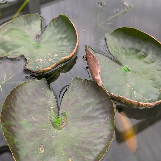 Photo of the plant species European White Waterlily by @honeybeegarden named Captain Plant-it on Greg, the plant care app