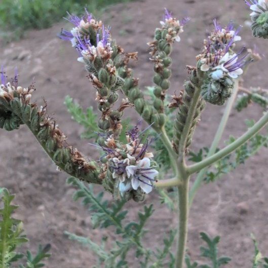 Photo of the plant species Blue Tansy by @honeybeegarden named Fernie Mac on Greg, the plant care app