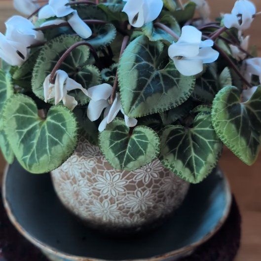 Navajo