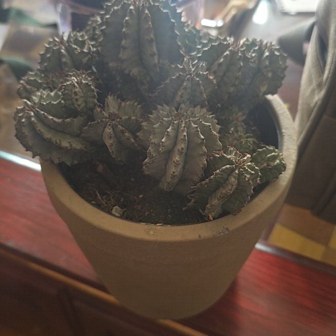 Photo of the plant species African Milk Barrel by @FunCardoon31 named Gemma on Greg, the plant care app