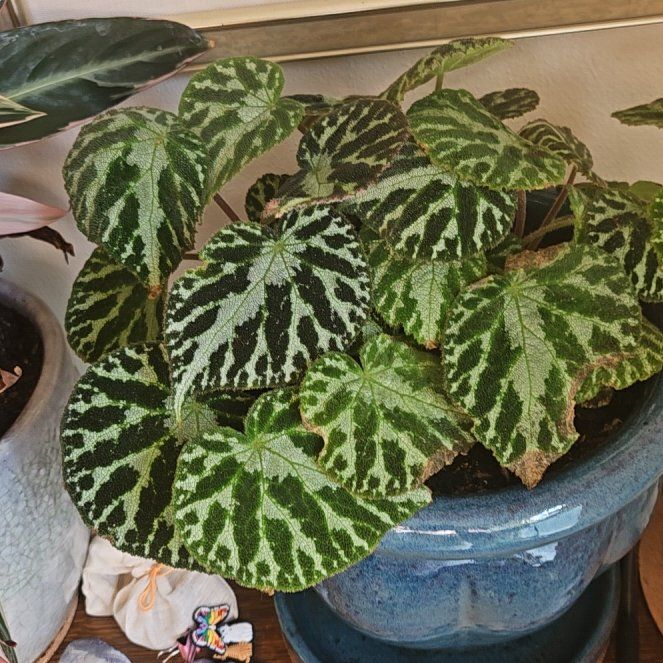 Photo of the plant species Imperial Begonia by @ElatedWaxivy97 named Diana on Greg, the plant care app